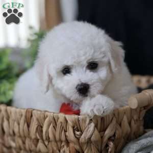 Grover, Bichon Frise Puppy